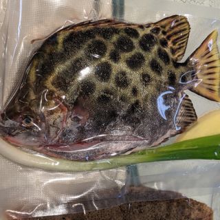 金鼓魚 約10-12兩