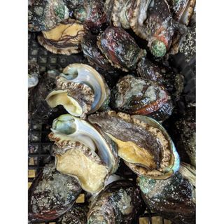 鮑魚 Abalone 8頭 5隻