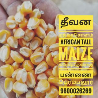 African Tall Maize