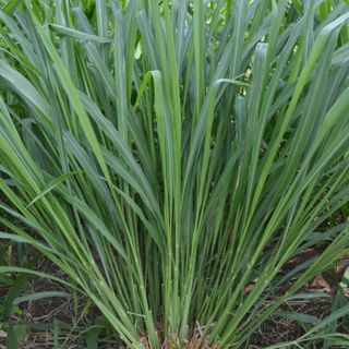 Guinea grass 100g | கினியாப்புல்