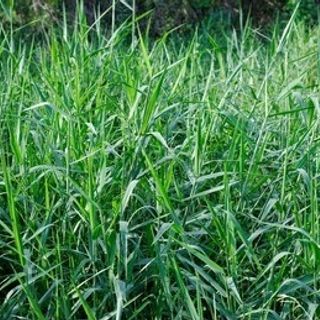  Para Grass - Neerpull / Thanneerpull / Erumai pull | Buffalo Grass