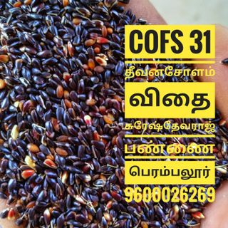 COFS 31