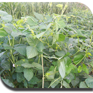 Cowpea / Lobia - Thattaipayuru / Karamani