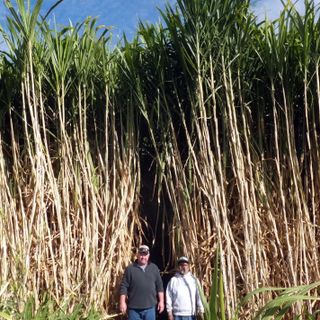 Giant King Grass | Elephant Grass | Bana Grass