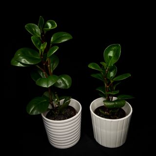 Peperomia - Obtusfolia