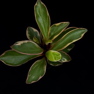 Peperomia - Ginny