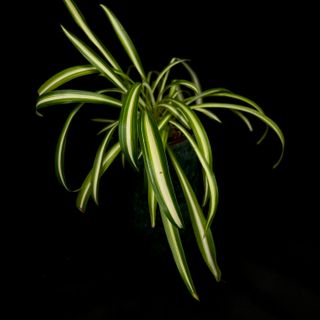 Spider Plant