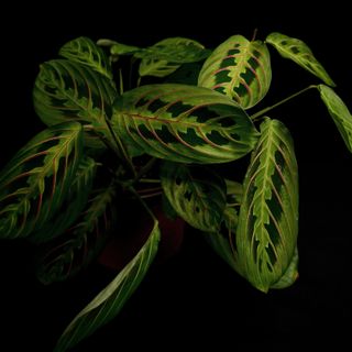 Maranta - Red