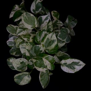 Pothos - Pearls & Jade