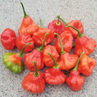 Aji Dulce (4oz)