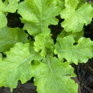 "Lechuga" Bekana (8 oz) 