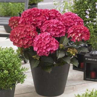 Hortensia rood