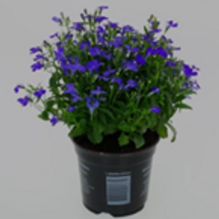 Lobelia blauw