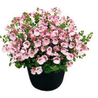 Diascia appel rose