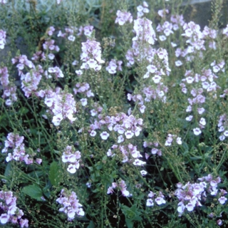 Diascia blauw