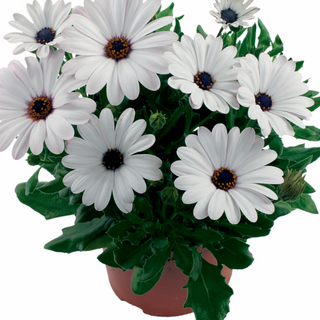 Osteospermum wit