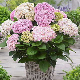 Hortensia roze