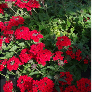 Verbena rood