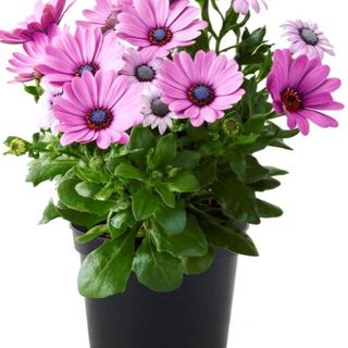 Osteospermum roze