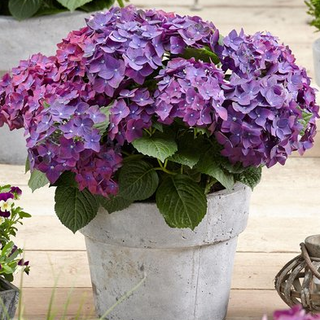 Hortensia paars