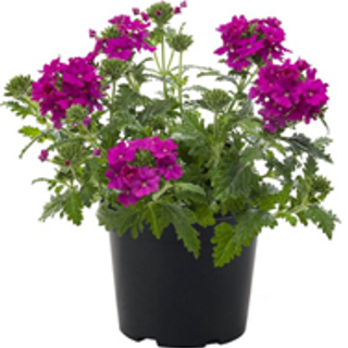 Verbena paars