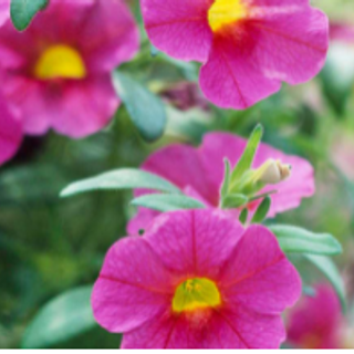 Calibrachoa Million Bells roze