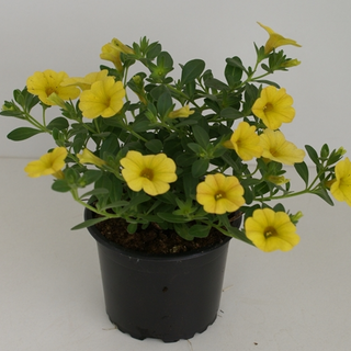 Calibrachoa Million Bells geel