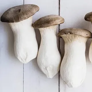 King Oyster Mushroom 