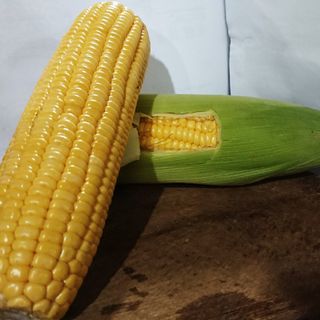 Jagung manis organik / KG