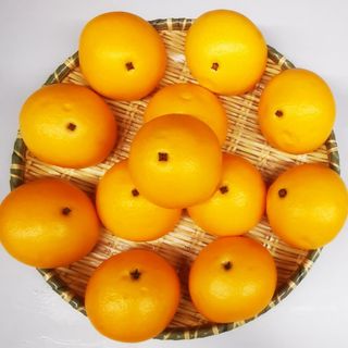 Orange Bun 橘子包