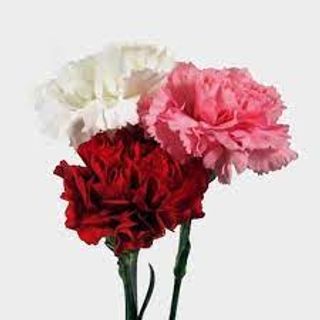 Carnation