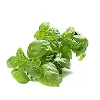 Basil Sweet Italian